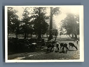 Japon, Nara, Biches dans le Parc Fontainebleau