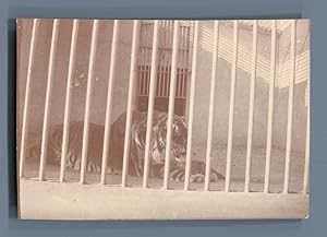 Egypte, Caire, Zoo. Tigre