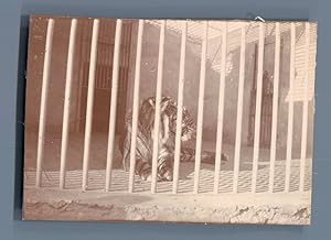 Egypte, Caire, Zoo. Tigre