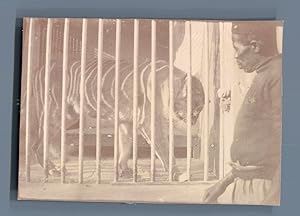 Egypte, Caire, Zoo. Tigre