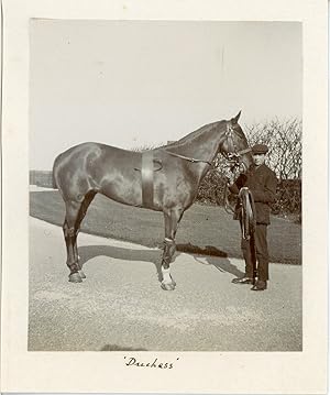 United Kingdom, Horse "Duchess"