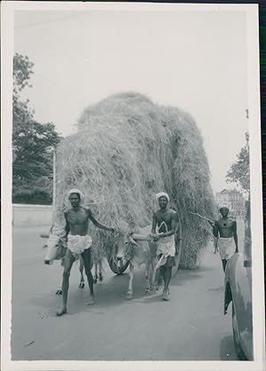 India, Ox-drawn cart in Madras (Chennai)