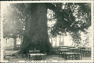 Yougoslavie, Platane oriental, 21 m de tour, 1957