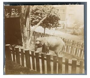 France, Exposition Universelle de Paris, 1900. Eléphant blanc