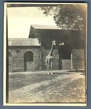 UK, London, Giraffe in the Zoo Garden