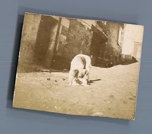 France, Un chien