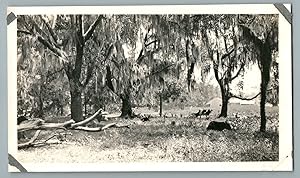 Percy B. Pope, USA, Grand Bayou, Louisiana, Live Oaks with moss