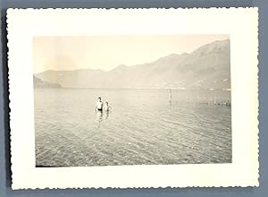 Suisse, Lac Majeur à Ascona, jour de la Fête Nationale Suisse