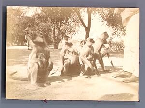 India, Ahmedabad, Singes d'Ahmedabad