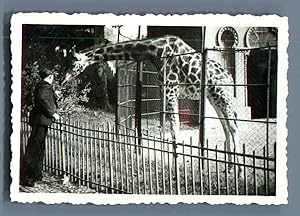 Galdin, France, Marseille, La girafe du Zoo