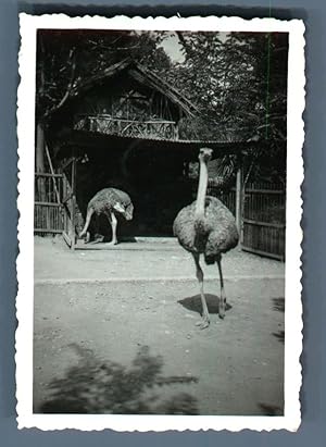 Galdin, France, Marseille, Parc Zoologique. Groupe d'autruches