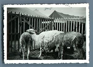 Galdin, France, Paris, Cirque de Bouglione. Lamas