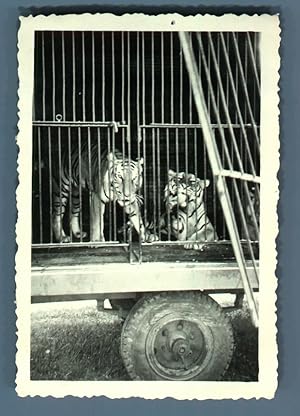 Galdin, France, Paris, Cirque de Bouglione. Tigres
