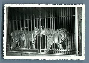 Galdin, France, Paris, Cirque de Bouglione. Tigres