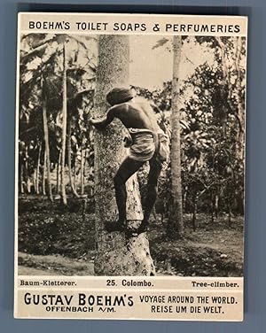 Ceylan, Colombo, Tree-climber