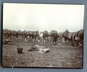 UK, Wingerworth Camp (Chesterfield), The Horses