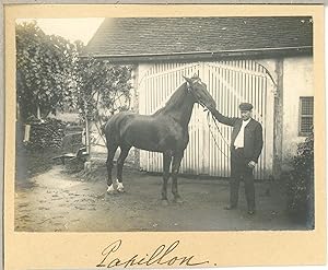 France, Cheval Papillon