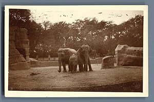 France, Paris, Exposition Coloniale Internationale 1931. Le Zoo