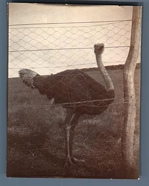 South Africa, Ostrich