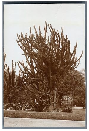 Principauté de Monaco, Le cactus du Jardin d'Afrique