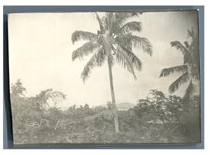 Nouvelle-Calédonie, Vue des cocotiers