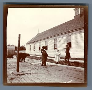 Canada, Acadia, Scène avec des ours dressés