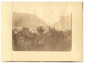 Tunisie, Paysage avec palmiers