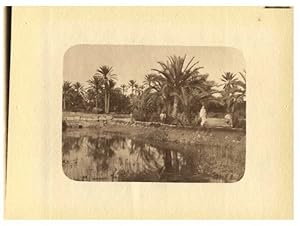 Tunisie, Paysage avec palmiers