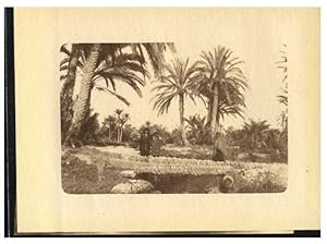 Tunisie, Paysage avec palmiers