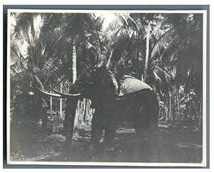 Ceylan, Colombo (    ), Riding an elephant