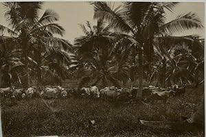 Malaisie, herd of buffalo