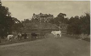 Malaisie, beautiful house on a hill and bulls