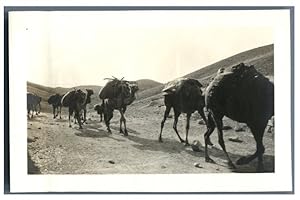 Proche Orient, Caravane de chameaux