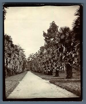 Ceylan, Kandy (       ), Peradeniya Gardens