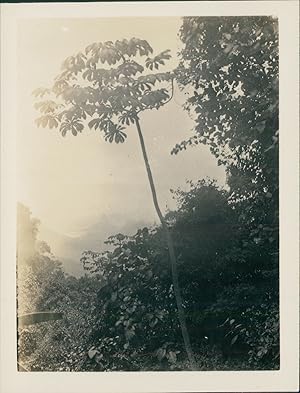 Brésil, Rio de Janeiro, Forêt tropicale de Tijuca