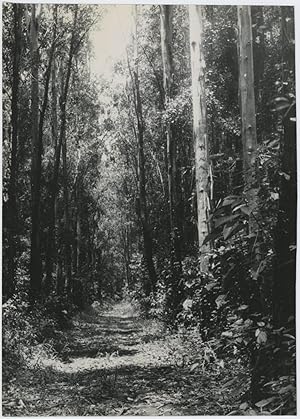 Brasil, Sao Paulo, Alameda de Eucaliptos