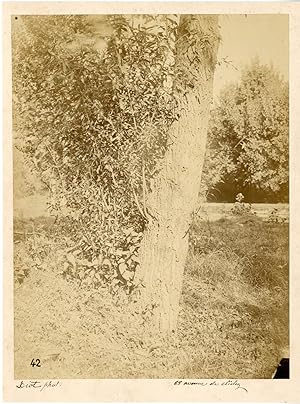 Bild des Verkufers fr Diot. France, tude des arbres zum Verkauf von photovintagefrance