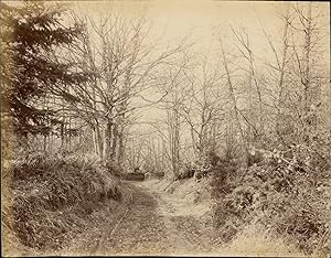 Bedford Lemere & Co, Angleterre, Chemin en forêt