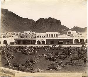 Yemen, Aden, Camels Market, Bazar des Chameaux