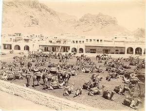 Yemen, Aden, Camels Market, Bazar des Chameaux