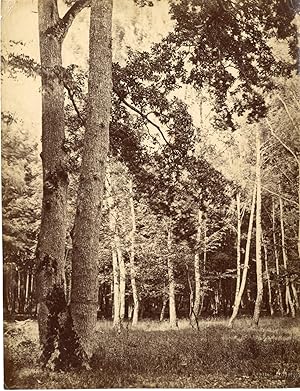 France, Forêt de bouleau