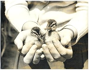 Deux petits canards