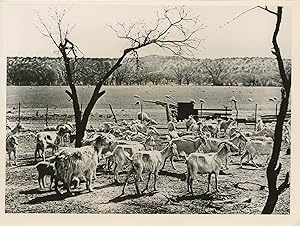 Chèvres, ranch de Kimble County (Texas)
