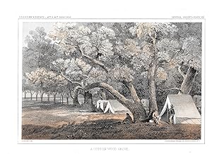 Seller image for A COTTON WOOD GROVE: General Report Plate #XIX for sale by The Book Shelf