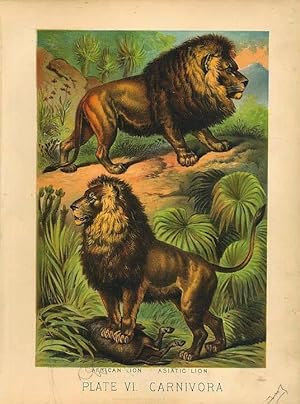Original Antique 1880 Chromolithograph AFRICAN LION [vi]