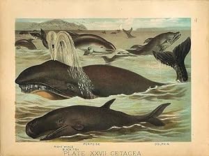 Original Antique 1880 Chromolithograph PORPOISE DOLPHIN RIGHT EHALE BLACK FISH [xxvii]