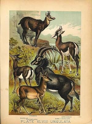 Original Antique 1880 Chromolithograph chamois gazelle proghorn springbok sable antelope [XLVIII]
