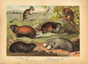 Original Antique 1880 Chromolithograph JERBOA HAMSTER DORMOUSE LEMMING POUCHED RAT MOLE RAT [liv]