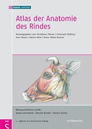 Immagine del venditore per Atlas der Anatomie des Rindes venduto da BuchWeltWeit Ludwig Meier e.K.