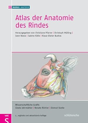 Immagine del venditore per Atlas der Anatomie des Rindes venduto da Rheinberg-Buch Andreas Meier eK